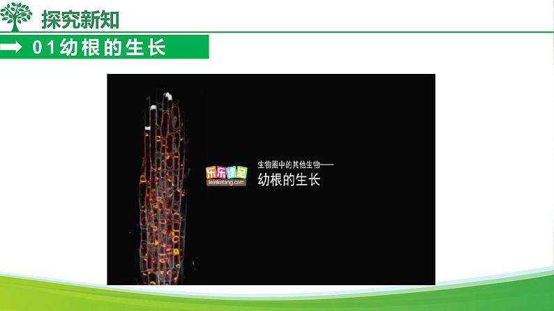 3.1.2 植株的生长(课件)-2024-2025学年七年级生物下册(人教版2024)第6页