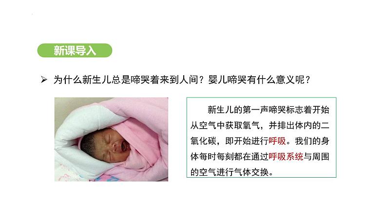 4.3.1 呼吸道对空气的处理 课件-2024-2025学年人教版(2024)生物七年级下册第2页