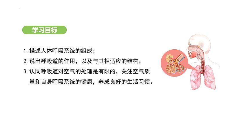 4.3.1 呼吸道对空气的处理 课件-2024-2025学年人教版(2024)生物七年级下册第3页