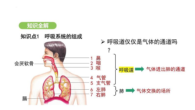 4.3.1 呼吸道对空气的处理 课件-2024-2025学年人教版(2024)生物七年级下册第4页