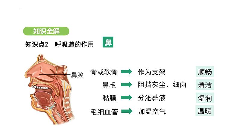 4.3.1 呼吸道对空气的处理 课件-2024-2025学年人教版(2024)生物七年级下册第5页