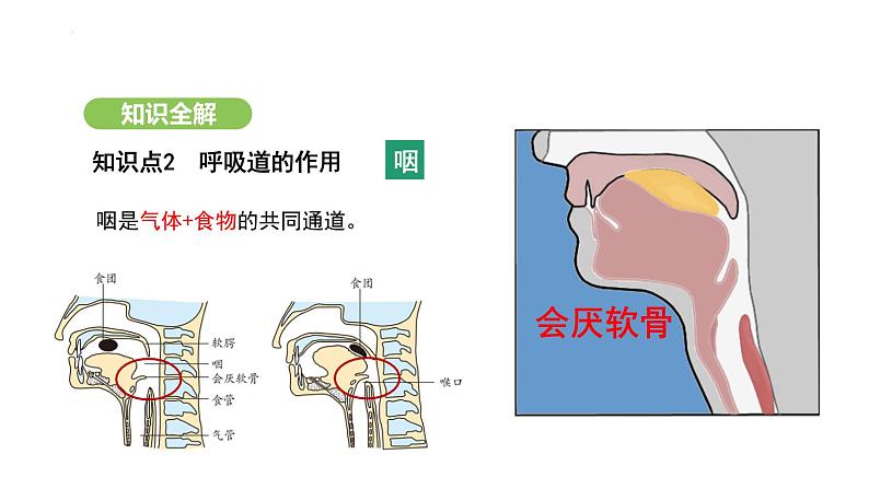4.3.1 呼吸道对空气的处理 课件-2024-2025学年人教版(2024)生物七年级下册第7页