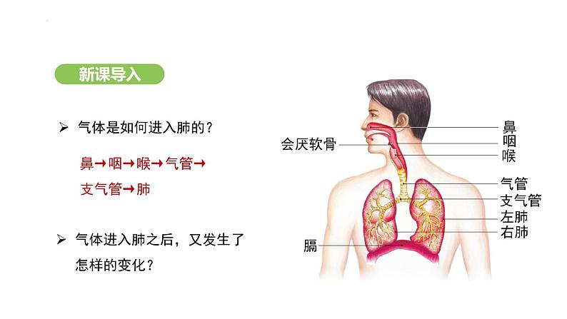4.3.2 发生在肺内的气体交换(第1课时) 课件-2024-2025学年人教版(2024)生物七年级下册第2页