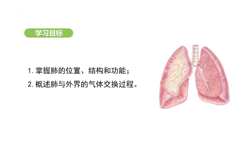 4.3.2 發(fā)生在肺內(nèi)的氣體交換（第1課時） 課件-2024-2025學(xué)年人教版(2024)生物七年級下冊第3頁