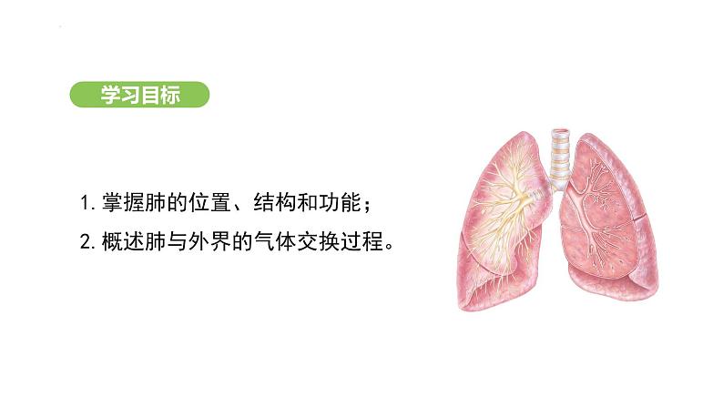 4.3.2 发生在肺内的气体交换(第1课时) 课件-2024-2025学年人教版(2024)生物七年级下册第3页