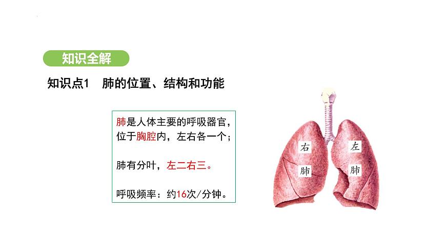 4.3.2 發(fā)生在肺內(nèi)的氣體交換（第1課時） 課件-2024-2025學(xué)年人教版(2024)生物七年級下冊第4頁