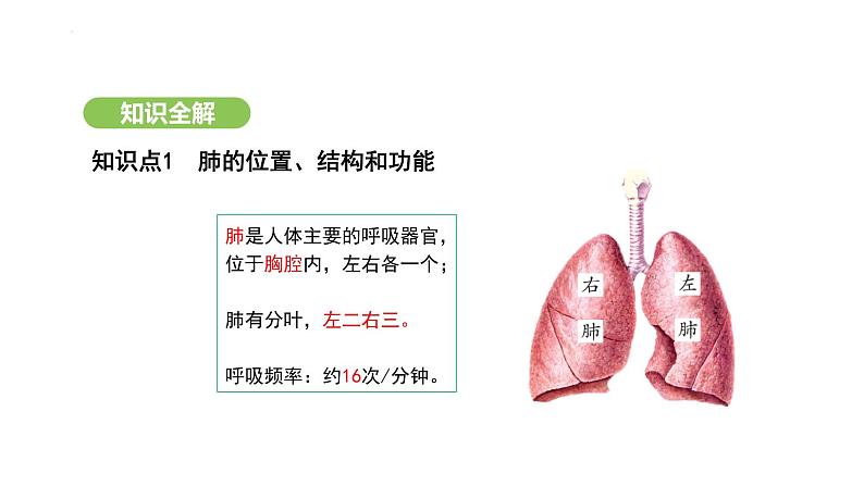 4.3.2 发生在肺内的气体交换(第1课时) 课件-2024-2025学年人教版(2024)生物七年级下册第4页