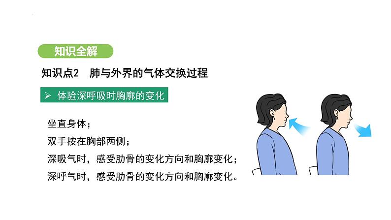 4.3.2 发生在肺内的气体交换(第1课时) 课件-2024-2025学年人教版(2024)生物七年级下册第5页