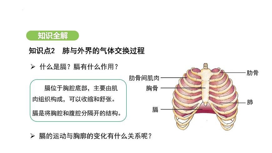 4.3.2 發(fā)生在肺內(nèi)的氣體交換（第1課時） 課件-2024-2025學(xué)年人教版(2024)生物七年級下冊第7頁