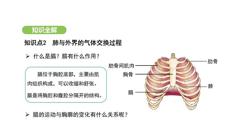 4.3.2 发生在肺内的气体交换(第1课时) 课件-2024-2025学年人教版(2024)生物七年级下册第7页