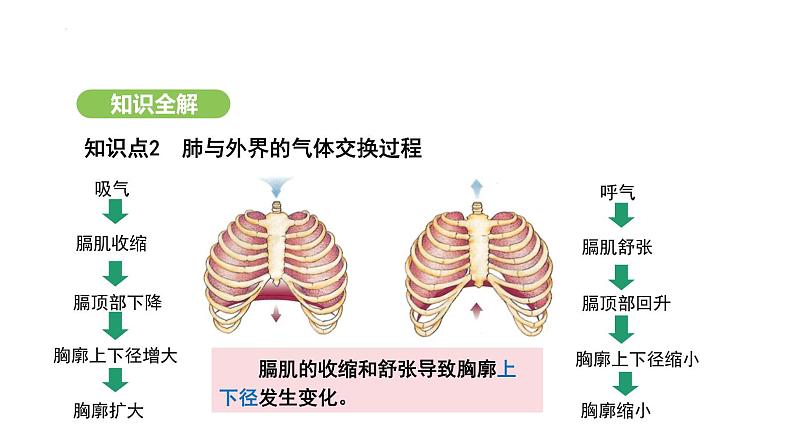 4.3.2 发生在肺内的气体交换(第1课时) 课件-2024-2025学年人教版(2024)生物七年级下册第8页