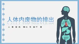 4.5  人体内废物的排出  课件-2024-2025学年人教版生物七年级下册