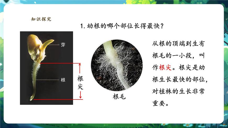 生物七下 3.1.2植株的生長(zhǎng)（第一課時(shí)）課件第5頁(yè)
