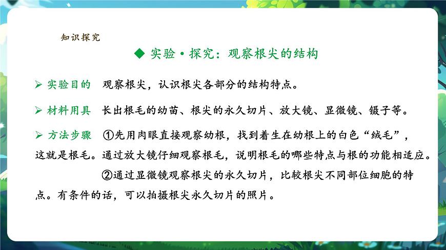 生物七下 3.1.2植株的生長(zhǎng)（第一課時(shí)）課件第6頁(yè)