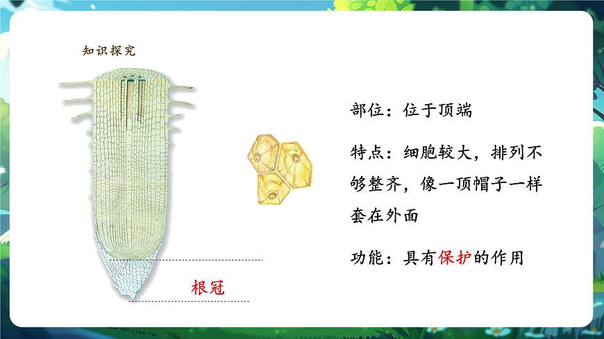 生物七下 3.1.2植株的生長(zhǎng)（第一課時(shí)）課件第8頁(yè)