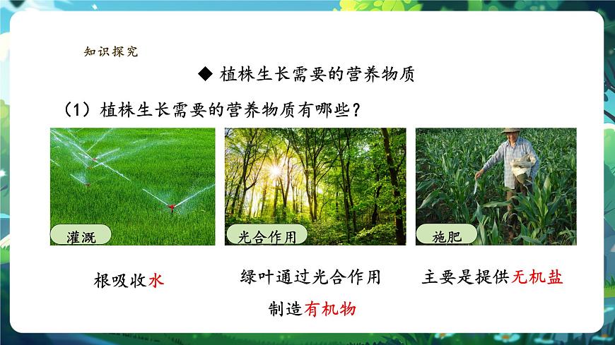 生物七下 3.1.2植株的生長（第二課時）課件第4頁