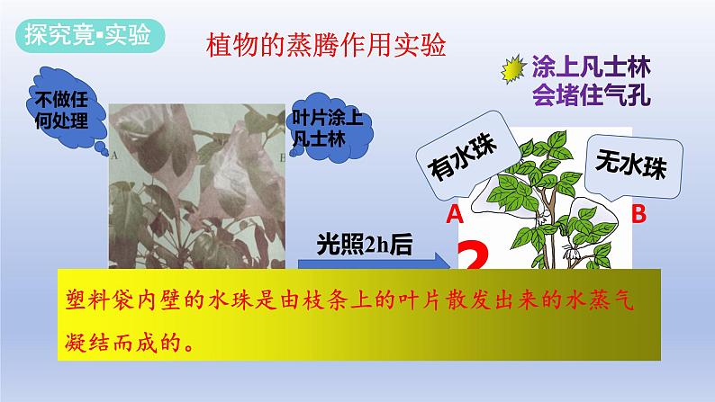 冀少版(2024)八年级生物上册3.4.2 蒸腾作用课件第4页