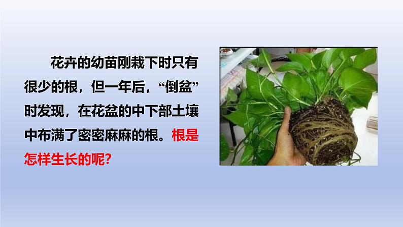 冀少版(2024)八年级生物上册3.2.1 根的生长课件第3页