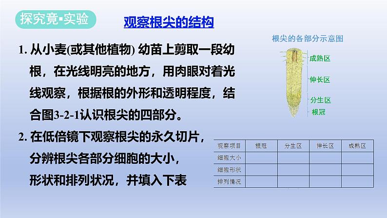 冀少版(2024)八年级生物上册3.2.1 根的生长课件第5页
