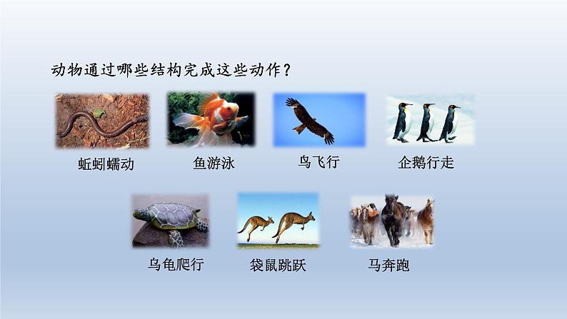 2024八年级生物上册第五单元生物圈中的其他生物第二章动物的运动和行为第一节动物的运动课件(人教版)第4页