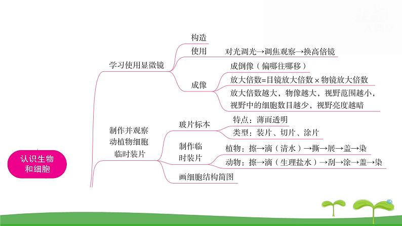 人教版(2024新版)七年级上册生物第一单元 第一、二章复习提升复习课件第3页