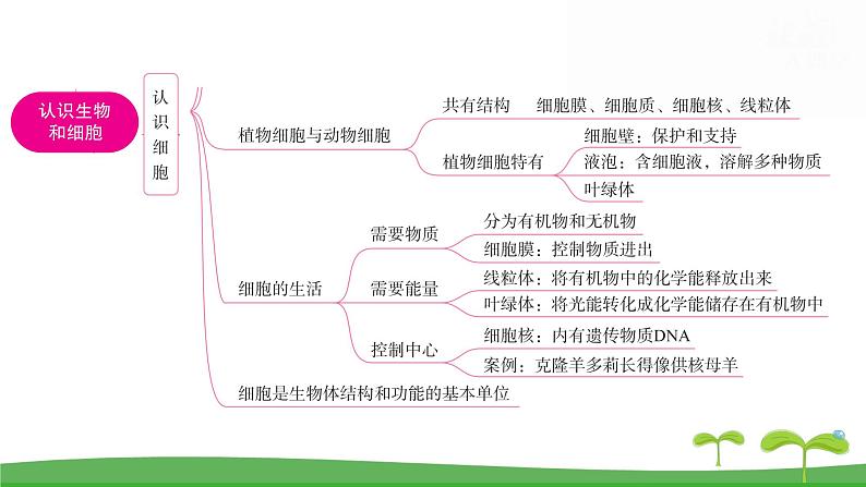 人教版(2024新版)七年级上册生物第一单元 第一、二章复习提升复习课件第4页