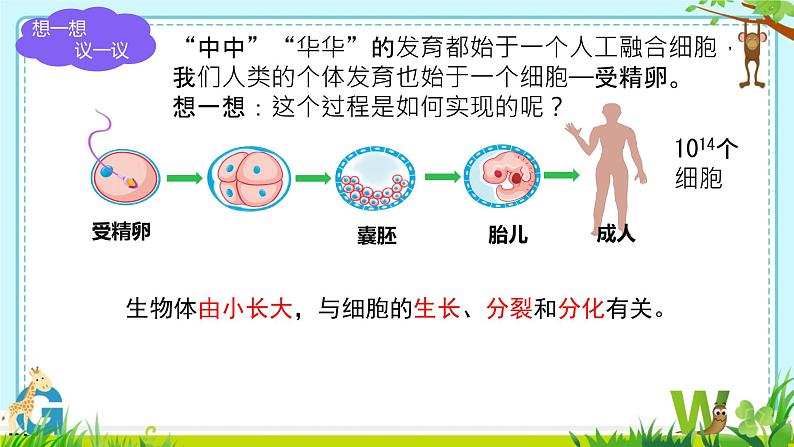 初中 生物 人教版(2024) 七年级上册(2024) 第一节 细胞通过分裂产生新细胞 课件第5页