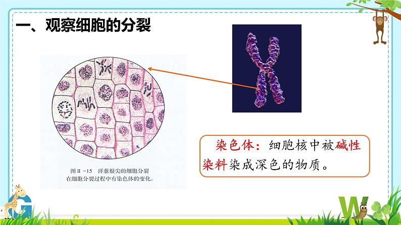 初中 生物 人教版(2024) 七年级上册(2024) 第一节 细胞通过分裂产生新细胞 课件第7页
