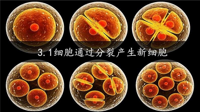 初中 生物 人教版(2024) 七年级上册(2024) 第一节 细胞通过分裂产生新细胞 课件第1页