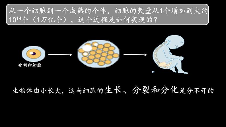 初中 生物 人教版(2024) 七年级上册(2024) 第一节 细胞通过分裂产生新细胞 课件第2页