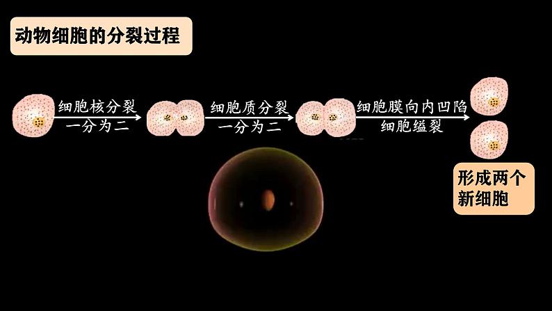 初中 生物 人教版(2024) 七年级上册(2024) 第一节 细胞通过分裂产生新细胞 课件第6页