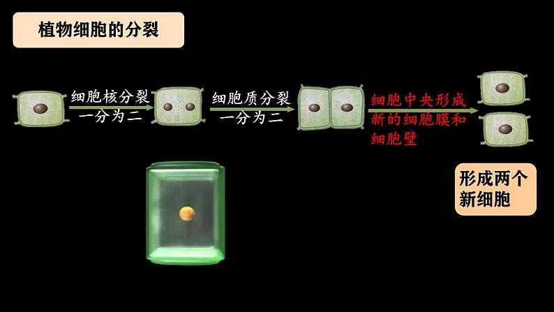 初中 生物 人教版(2024) 七年级上册(2024) 第一节 细胞通过分裂产生新细胞 课件第7页