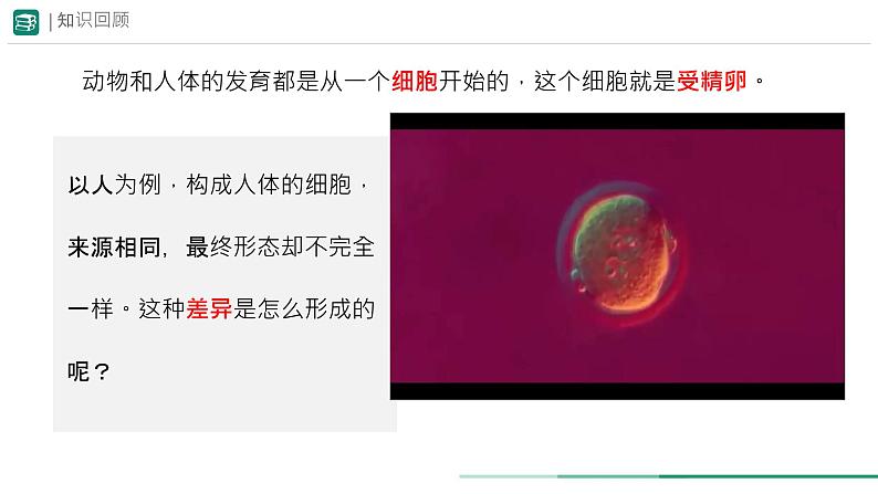 初中 生物 人教版(2024) 七年级上册(2024) 第二节 动物体的结构层次 课件第4页