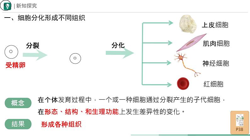 初中 生物 人教版(2024) 七年级上册(2024) 第二节 动物体的结构层次 课件第5页