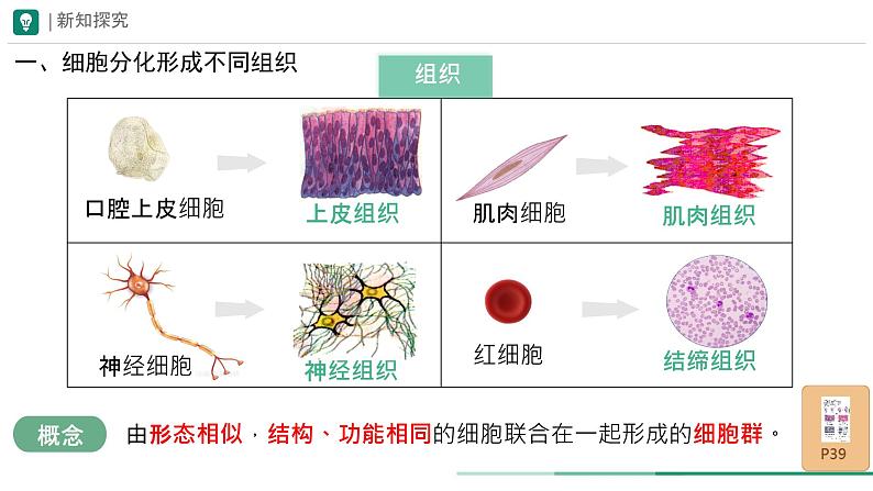 初中 生物 人教版(2024) 七年级上册(2024) 第二节 动物体的结构层次 课件第6页
