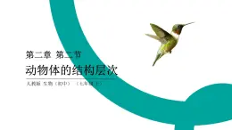 初中  生物  人教版（2024）  七年级上册（2024）  第二节 动物体的结构层次 课件