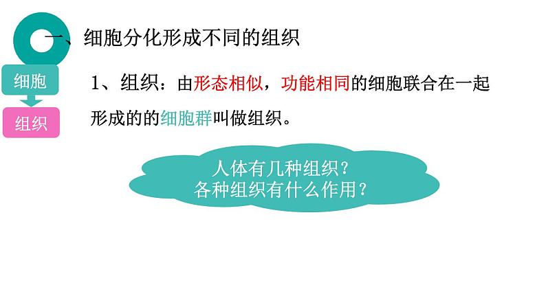 初中 生物 人教版(2024) 七年级上册(2024) 第二节 动物体的结构层次 课件第3页