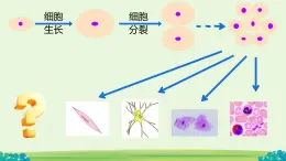 初中  生物  人教版（2024）  七年级上册（2024）  第二节 动物体的结构层次 课件