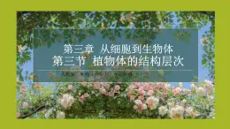 初中  生物  人教版（2024）  七年级上册（2024） 第三节 植物体的结构层次 课件