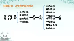 初中  生物  人教版（2024）  七年级上册（2024） 第三节 植物体的结构层次 课件