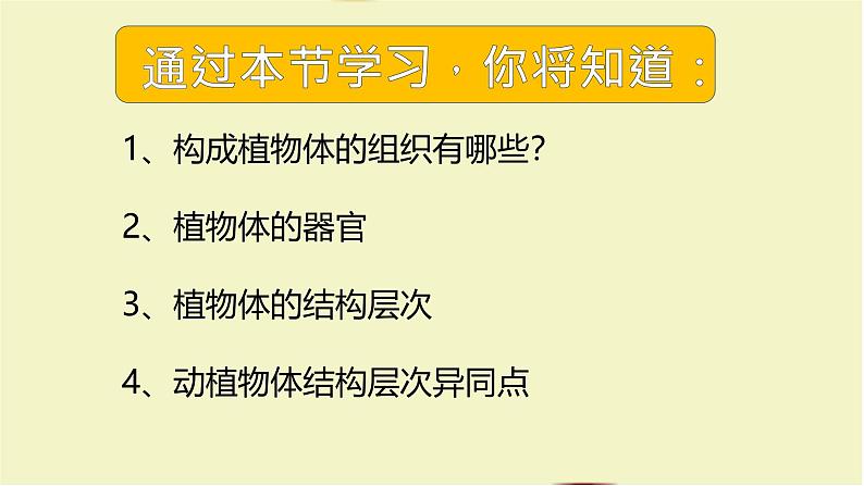 初中 生物 人教版(2024) 七年级上册(2024) 第三节 植物体的结构层次 课件第4页