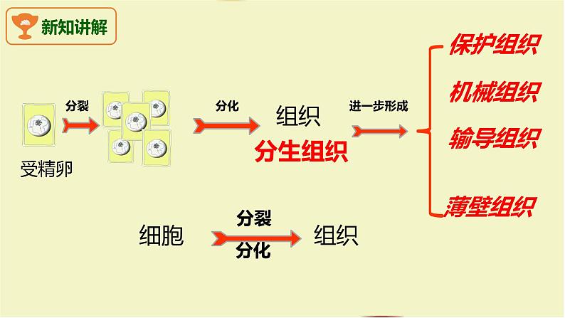 初中 生物 人教版(2024) 七年级上册(2024) 第三节 植物体的结构层次 课件第7页