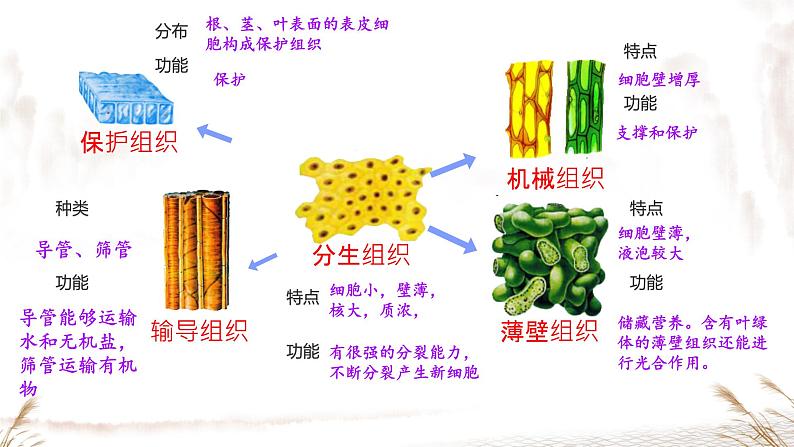 初中 生物 人教版(2024) 七年级上册(2024) 第三节 植物体的结构层次 课件第8页