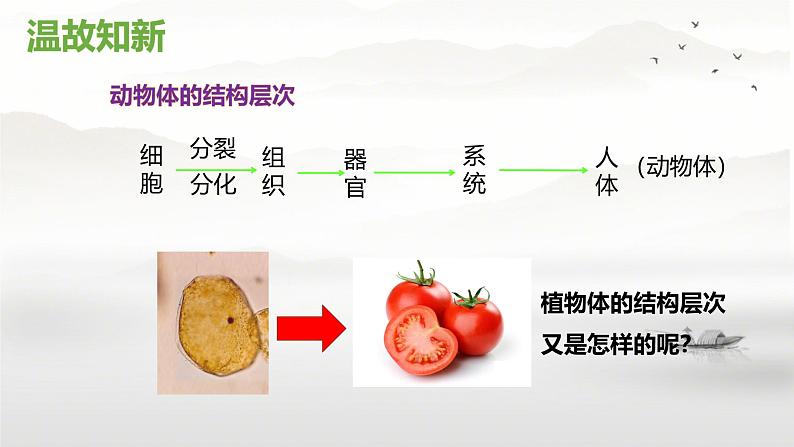 初中 生物 人教版(2024) 七年级上册(2024) 第三节 植物体的结构层次 课件第2页