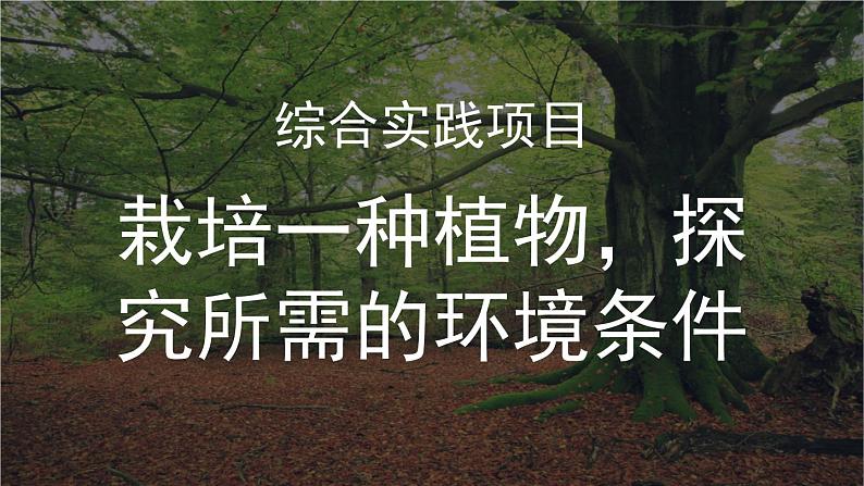综合实践项目 栽培一种植物,探究所需的环境条件 (课件)-2024-2025学年人教版(2024)生物七年级下册第1页