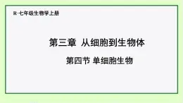 初中  生物  人教版（2024）  七年级上册（2024）  第四节 单细胞生物 课件