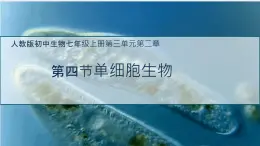 初中  生物  人教版（2024）  七年级上册（2024）  第四节 单细胞生物 课件