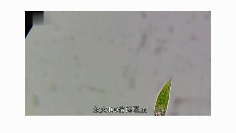 初中 生物 人教版(2024) 七年级上册(2024) 第四节 单细胞生物 课件第3页