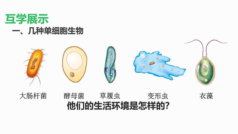 初中 生物 人教版(2024) 七年级上册(2024) 第四节 单细胞生物 课件第4页