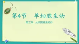 初中  生物  人教版（2024）  七年级上册（2024）  第四节 单细胞生物 课件